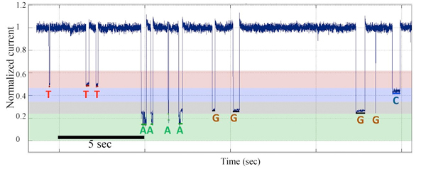 Single-molecule nanopore DNA sequencing by synthesis data from a template with homopolymer sequences