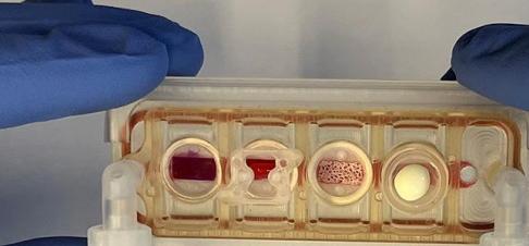 Gloved hands holding a multi-organ chip