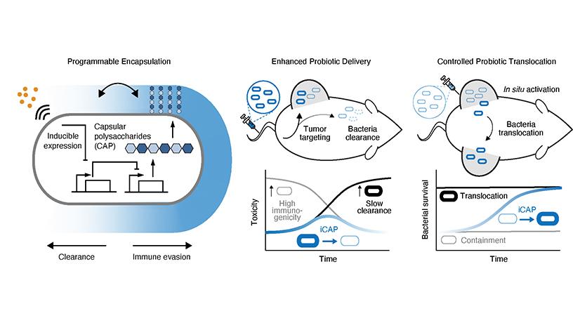 Schematics of the inducible capsular polysaccharides system to control immune evasion and clearance