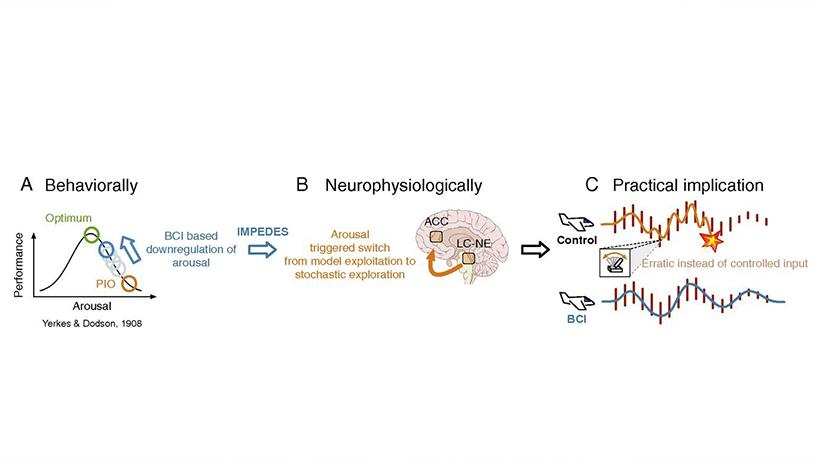 A diagram explaining how behavior, neurophysiology, and real-world performance are linked.