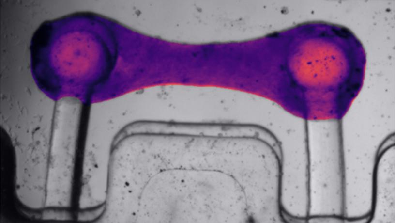 As seen through computer vision, BeatProfiler in action applied to cardiac tissue 